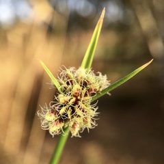 Cyperus gymnocaulos
