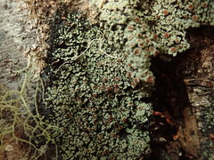 Xanthopsoroma contextum