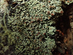 Xanthopsoroma contextum