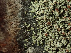 Xanthopsoroma contextum