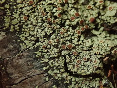 Xanthopsoroma contextum