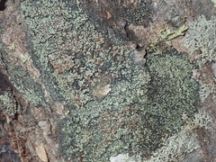 Xanthopsoroma contextum