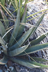 Agave × glomeruliflora