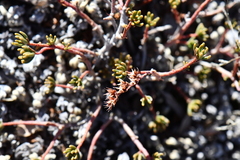 Sedum havardii