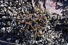 Sedum havardii