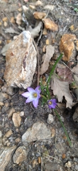 Romulea bulbocodium image