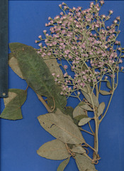 Vernonanthura patens