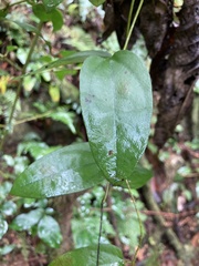 Aristolochia oblongata calceiformis