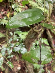 Aristolochia oblongata calceiformis