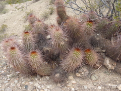 Trichocereus strigosus