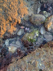 Ulva californica