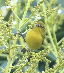 Chlorodrepanis flava