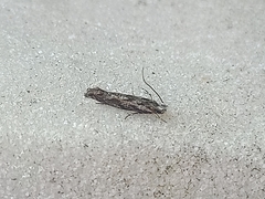 Erechthias crypsimima