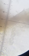 Pannaria implexa