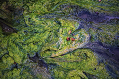 Cladophora glomerata