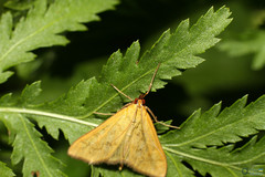Mecyna flavalis