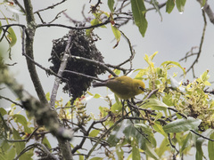 Zosterops stuhlmanni