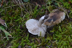 Metopsia