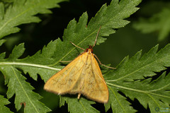 Mecyna flavalis