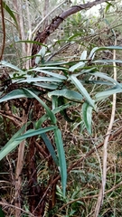 Parsonsia brownii