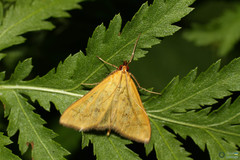 Mecyna flavalis