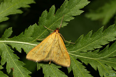 Mecyna flavalis