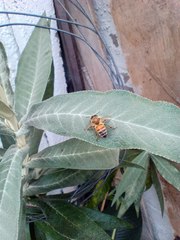 Apis mellifera