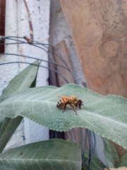Apis mellifera