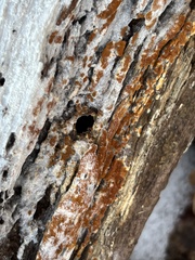 Botryobasidium aureum