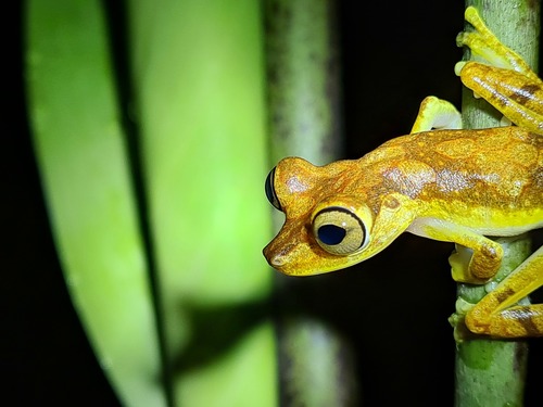Chachi Treefrog, Boana picturata