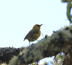 Hemignathus wilsoni