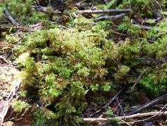 Mniodendron colensoi