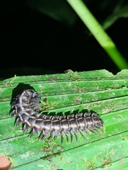 Platyrhacoidea