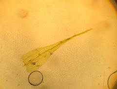 Mniodendron colensoi