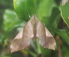 Clanis stenosema