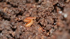 Strigamia branneri