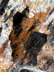 Botryobasidium aureum