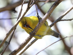 Hemignathus wilsoni