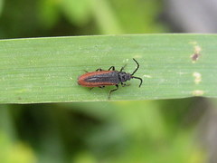 Omalisus fontisbellaquei
