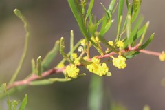 Acacia cupularis
