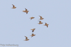 Pterocles senegallus