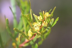 Acacia cupularis