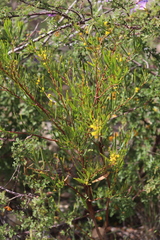Acacia cupularis