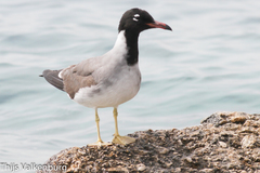 Ichthyaetus leucophthalmus