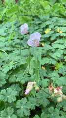 Geranium × cantabrigiense