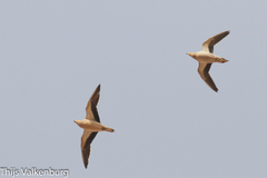 Pterocles coronatus