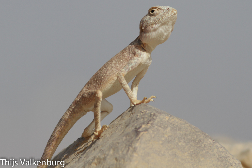 North East African Desert Agama