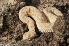 Cerastes vipera