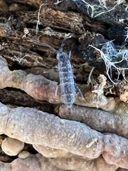 Pogonognathellus dubius