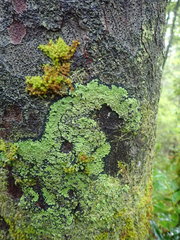 Xanthopsoroma contextum